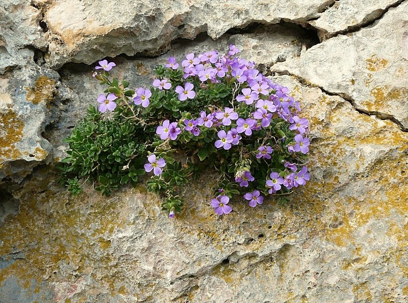 Aubretia columnae e Inula verbascifolia in habitat